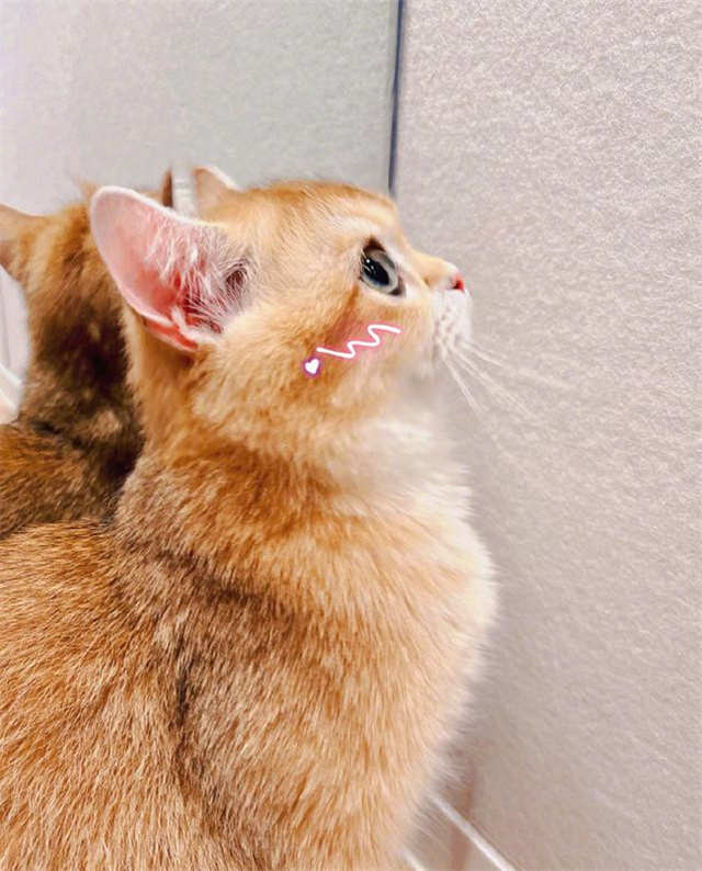 Zhang Yixing Cat3